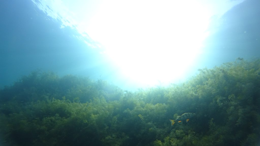 Pflanzenbewuchs mit Sonne unter Wasser
